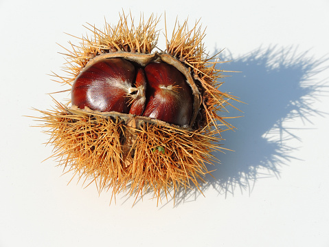 Autumn composition of chestnuts, hedgehog on white background