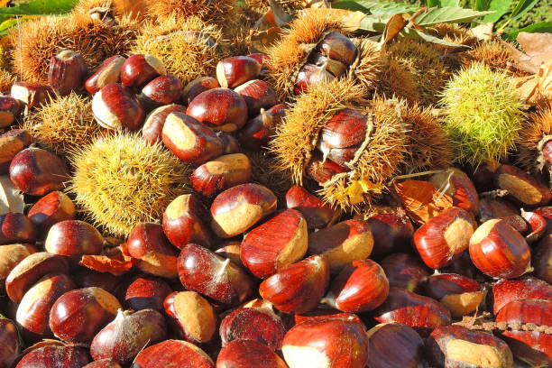istock Autumn composition of chestnuts, hedgehog and chestnut leaves 860354420