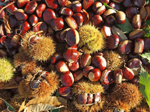 istock Autumn composition of chestnuts, hedgehog and chestnut leaves 860354432