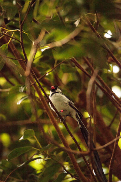 istock Pin-tailed Whydah bird Vidua macroura 860354660