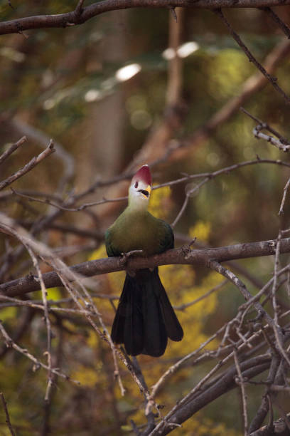 istock Red-crested turaco called Tauraco erythrolophus 860355148