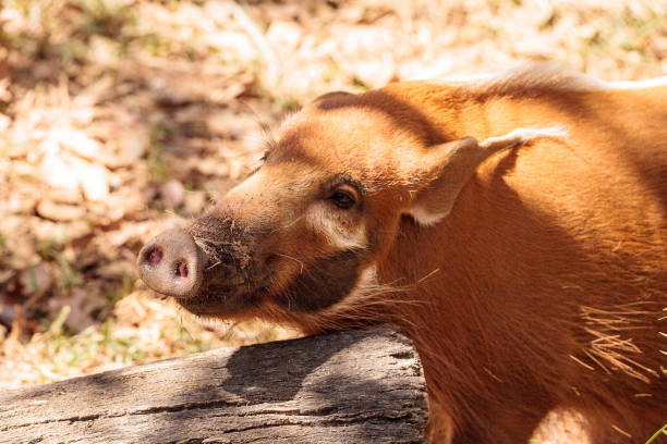 Red river hog Potamochoerus porcus is found in the rainforests in Africa