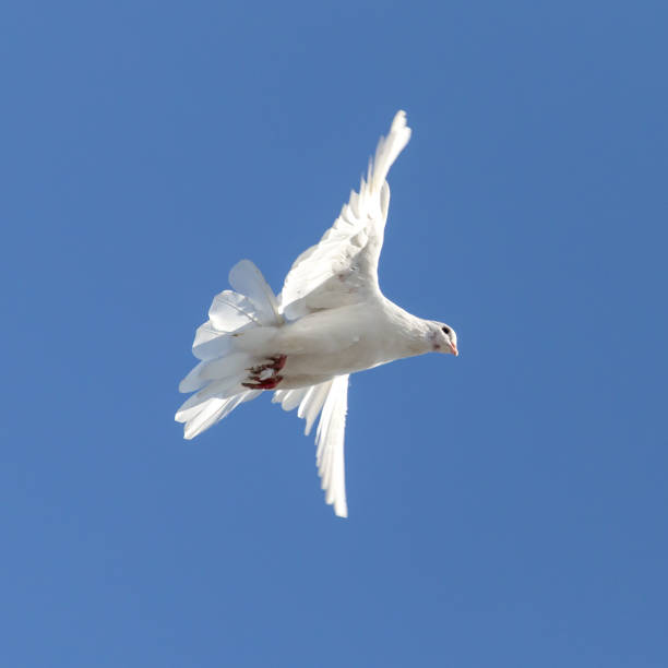 istock white dove on a background of blue sky 860355798