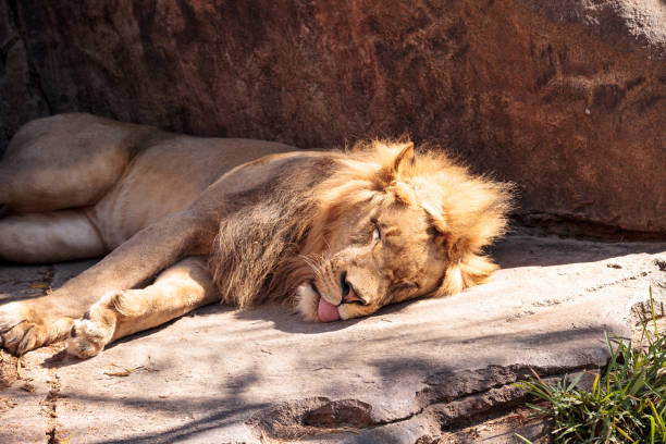 istock Male African lion Panthera leo 860355808