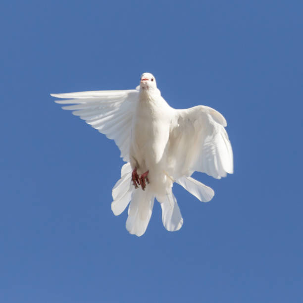 istock white dove on a background of blue sky 860355812