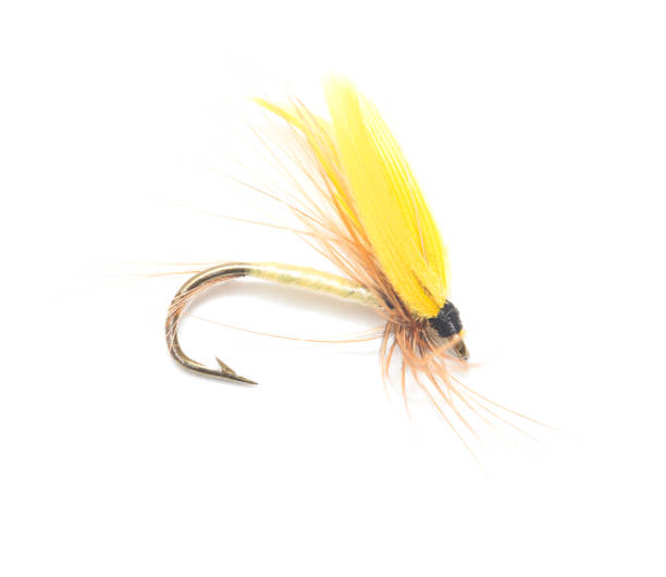istock fly for fishing on white background 860358666