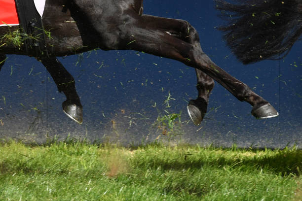 Animal silhouette of green leaves. Horse.