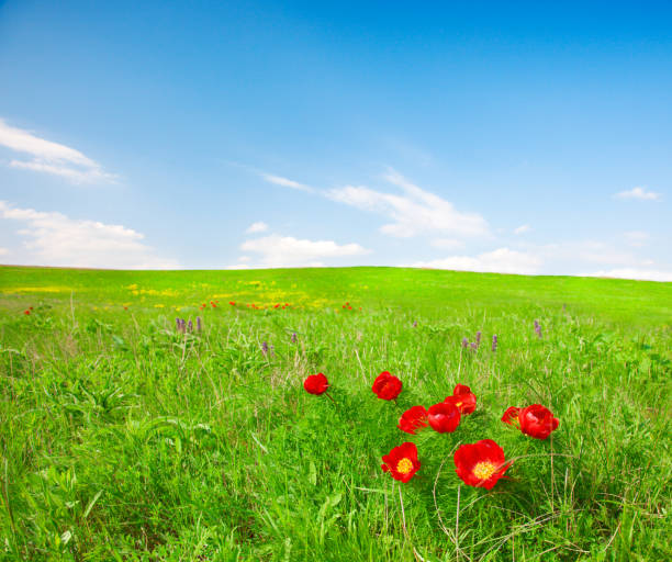 istock Red flowers field under blue sky 860359544
