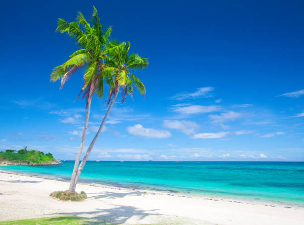 istock tropical beach with coconut palm 860359906