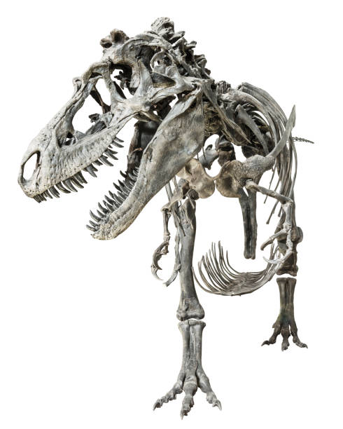 esqueleto de tyrannosaurus rex en fondo aislado - dinosaur fossil tyrannosaurus rex animal skeleton fotografías e imágenes de stock