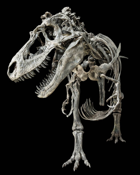 esqueleto de tyrannosaurus rex en fondo aislado - dinosaur fossil tyrannosaurus rex animal skeleton fotografías e imágenes de stock