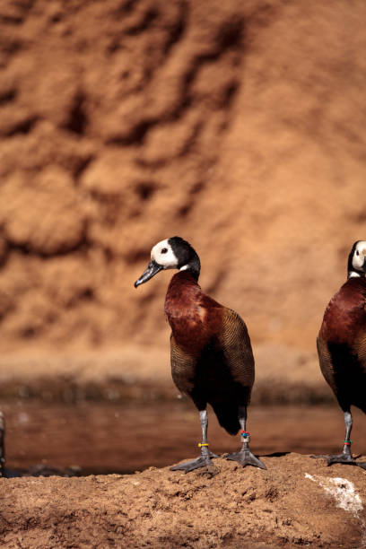 istock White-faced whistling duck called Dendrocygna viduata 860362466