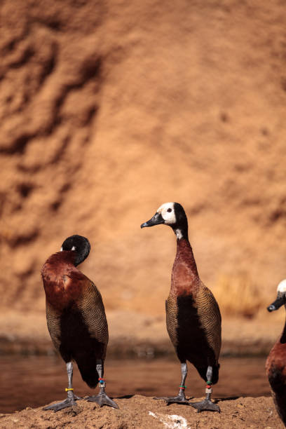 istock White-faced whistling duck called Dendrocygna viduata 860362474