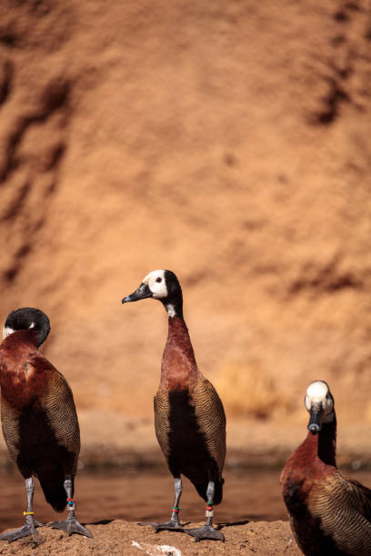 istock White-faced whistling duck called Dendrocygna viduata 860362560