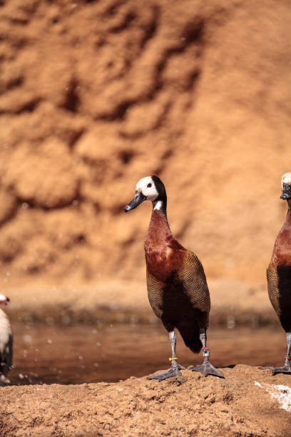 White-faced whistling duck called Dendrocygna viduata