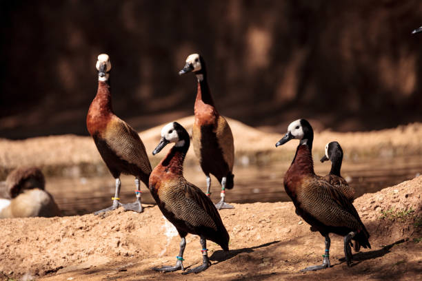 istock White-faced whistling duck called Dendrocygna viduata 860362580