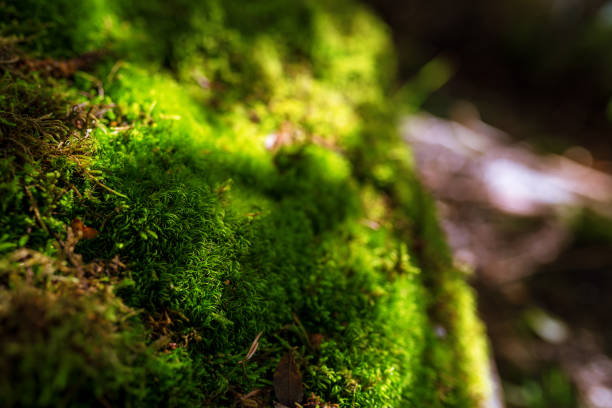 istock Close up of blooming green moss. 860362772