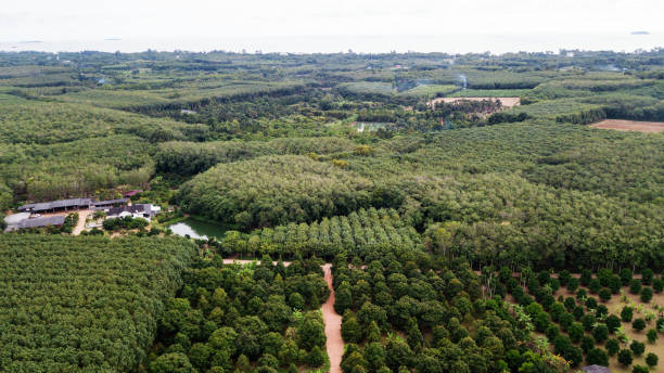 istock Aerial landscape, wild forest in Thailand 860363700