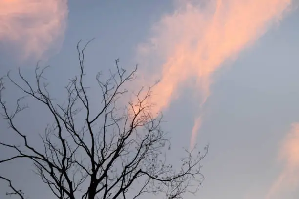 Photo of Shadow of the tree with the sky at the sunset time.