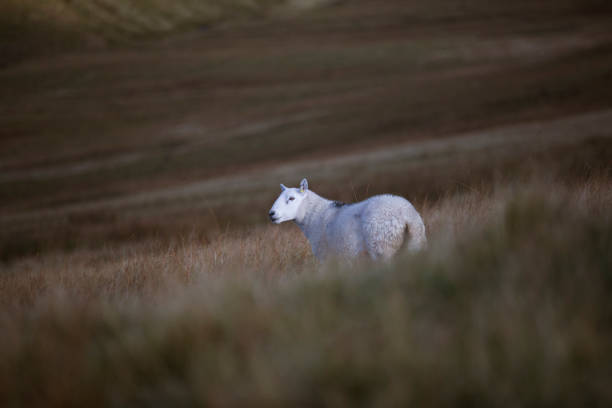 istock The Sheep of the welsh hills 860366324