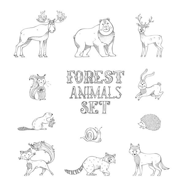 Vector doodles set of wild forest animals. Hand-drawn hedgehog, deer, fox, hare, squirrel, moose, snail, wolf, beaver, bear and raccoon. Can be used in colouring book for children. woodland park zoo stock illustrations