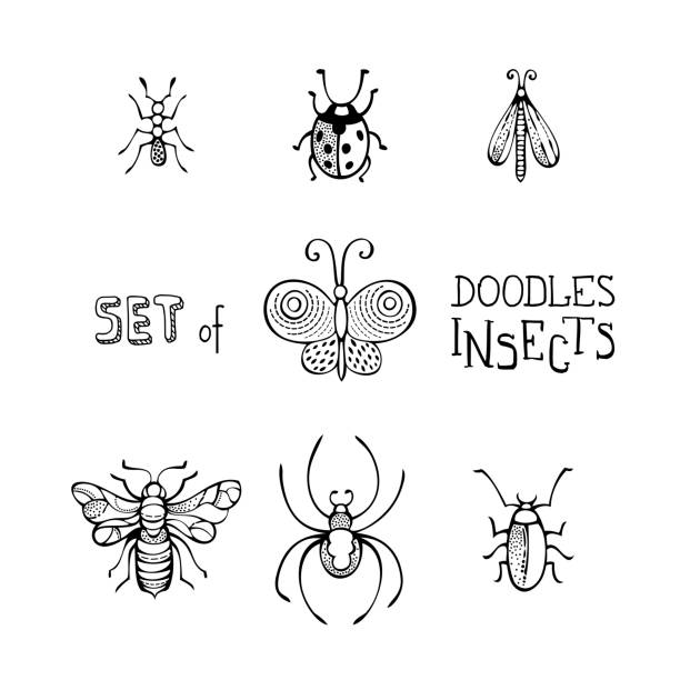 Vector set of doodles insects. Hand-drawn linear butterfly, bee, bug, ladybird, ant, spider and moth isolated on white background. Can be used in colouring book for children. woodland park zoo stock illustrations