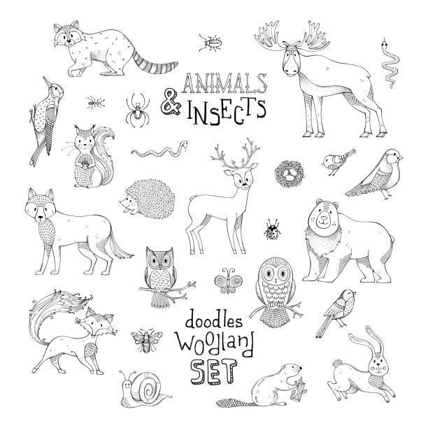 Doodles woodland set of animals and insects. Cute outlined mammals and birds. Moose, bear, fox, wolf, deer, owl, hare, squirrel, raccoon, nest, ladybug, hedgehog. Can be used for colouring books. woodland park zoo stock illustrations