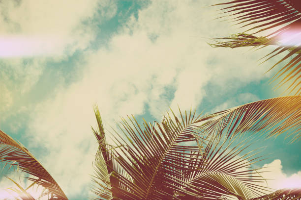 istock Coconut palm tree under blue sky. Vintage background. Travel card. Vintage effect 860369938