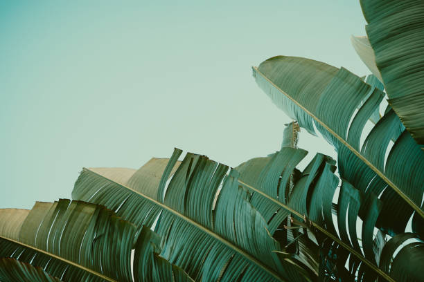 istock Palm tree under blue sky. Vintage background. Travel card. Vintage effect 860370316