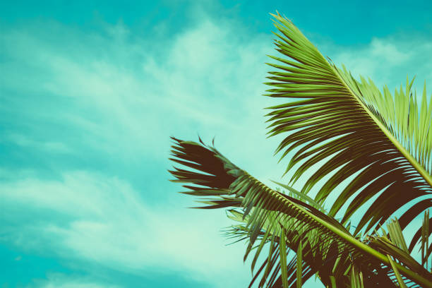 istock Coconut palm tree under blue sky. Vintage background. Travel card. Vintage effect 860370436