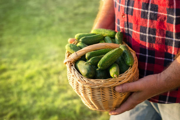 istock Farmer holding basket with cucumber 860370584