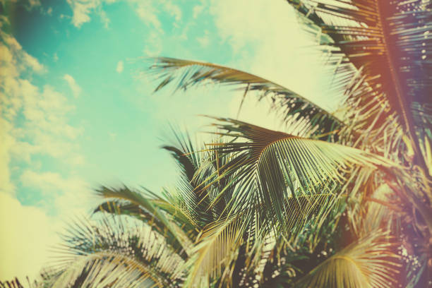 Coconut palm tree under blue sky. Vintage background. Travel card. Vintage effect