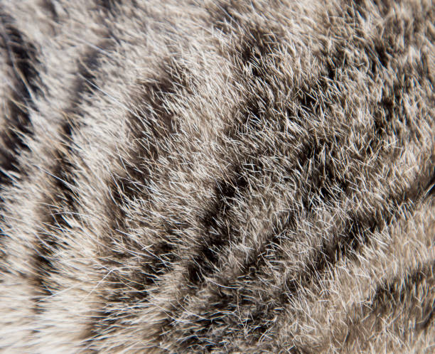 istock background of the cat's fur 860373736