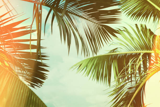 Coconut palm tree under blue sky. Vintage background. Travel card. Vintage effect