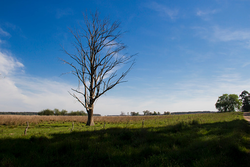 solitary dead tree in the plain field