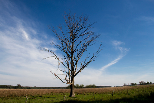 solitary dead tree in the plain field