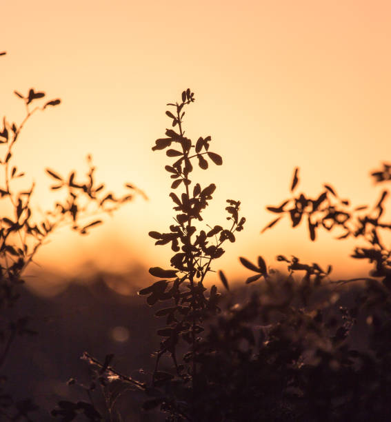istock a beautiful sunset on a background of trees 860374560