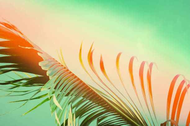 istock Coconut palm tree under blue sky. Vintage background. Travel card. Vintage effect 860376674