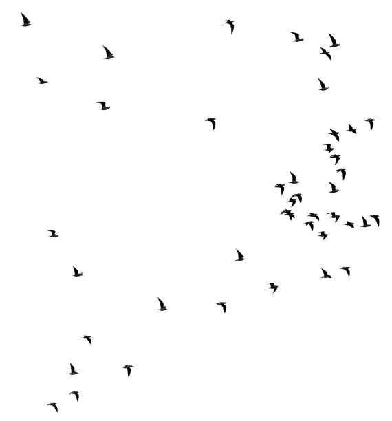 istock flock of birds on a white background 860377194