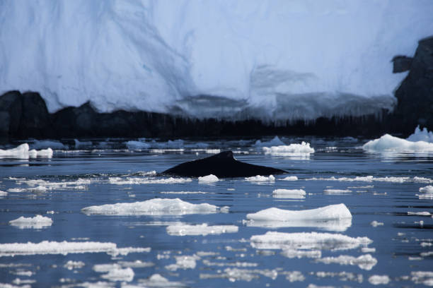 ルーメア海峡、南極のザトウクジラのフィン - crevasse ストックフォトと画像