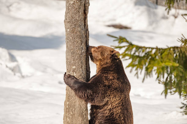 istock bear portrait in the snow background 860378912