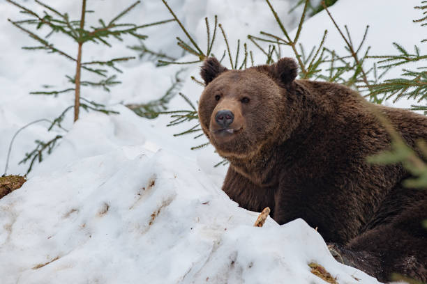 istock bear portrait in the snow background 860379240