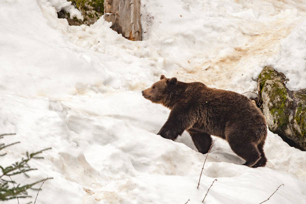 istock bear portrait in the snow background 860381022