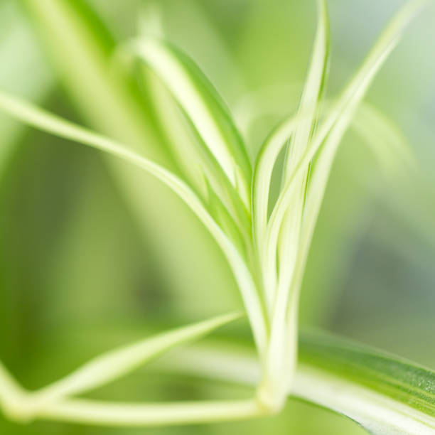 istock background of green grass plants 860381038