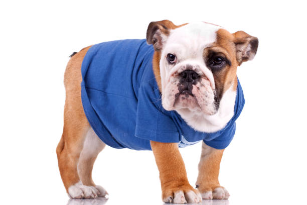 istock bulldog puppy wearing nice clothes 860381850