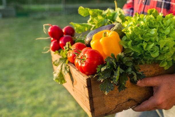 farmer holding box with vegetables stock photo