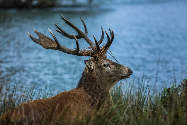 istock Red Deer stag at the water side 860384410