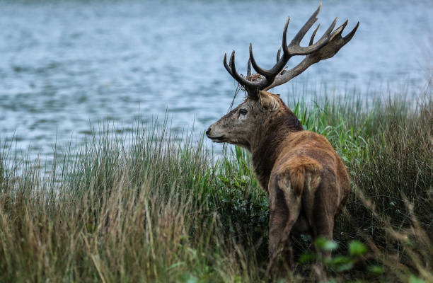 istock Red Deer stag at the water side 860384456