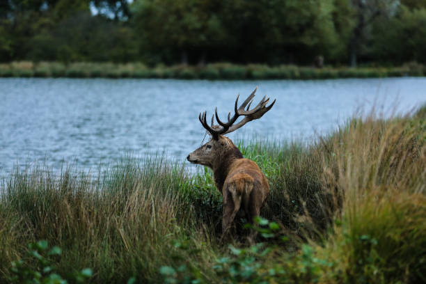 istock Red Deer stag at the water side 860384532