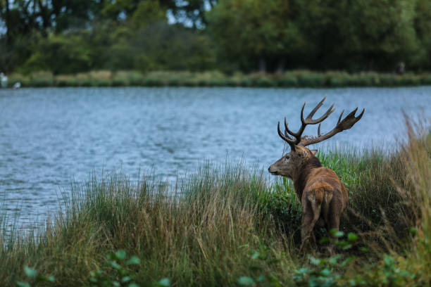 Red Deer stag at the water side